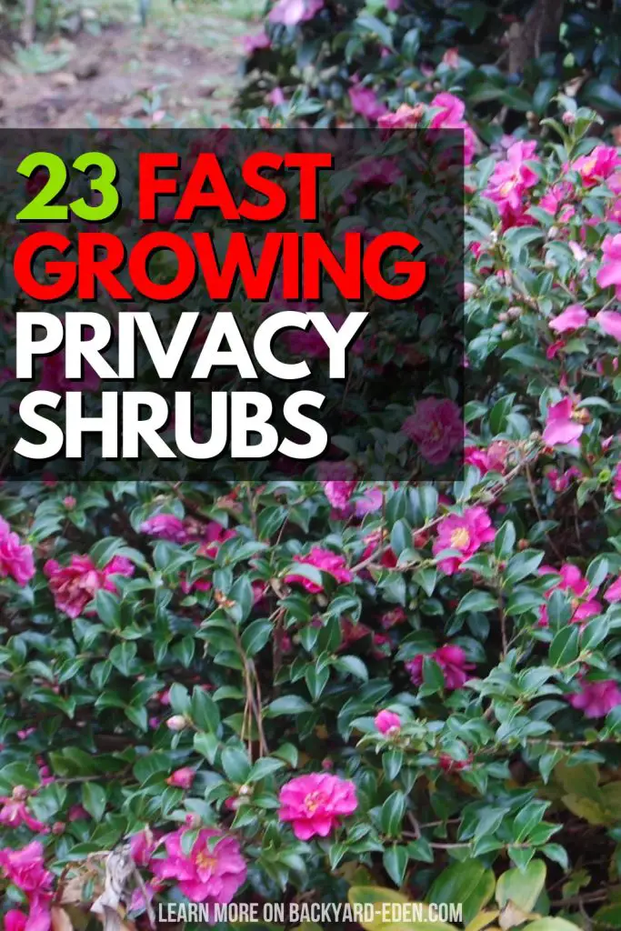 fast growing privacy shrubs
