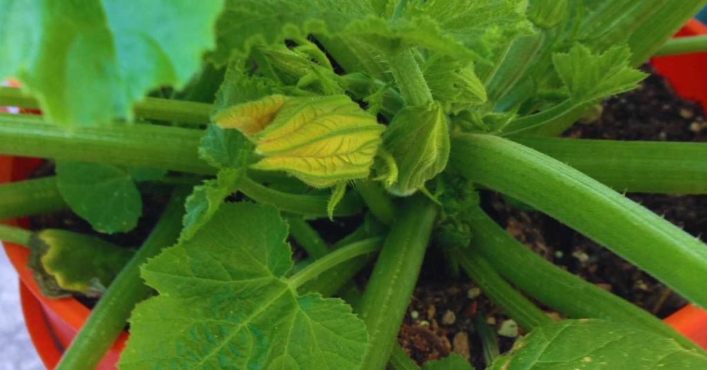how to grow zucchini in a 5 gallon bucket