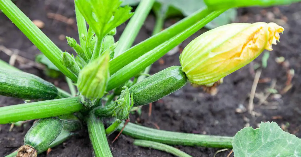how to hand pollinate zucchini flowers