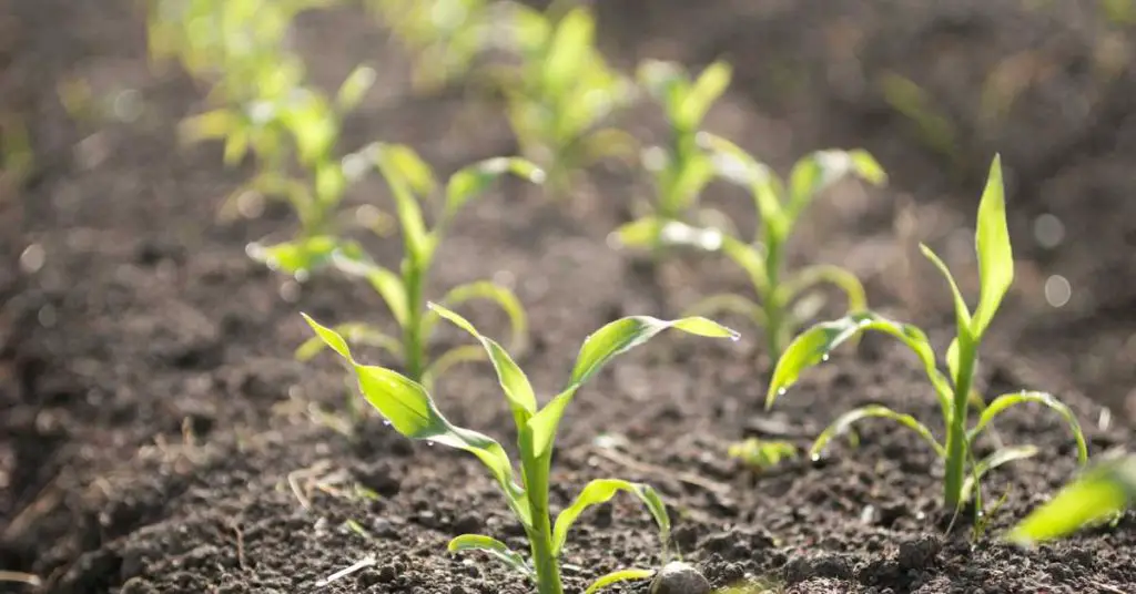 how to grow corn from seeds