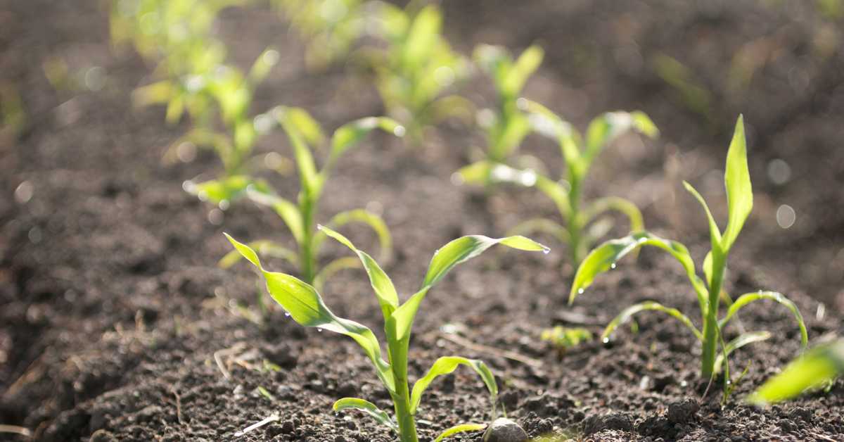 How To Grow Corn