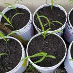 How To Grow Corn In A 5 Gallon Bucket