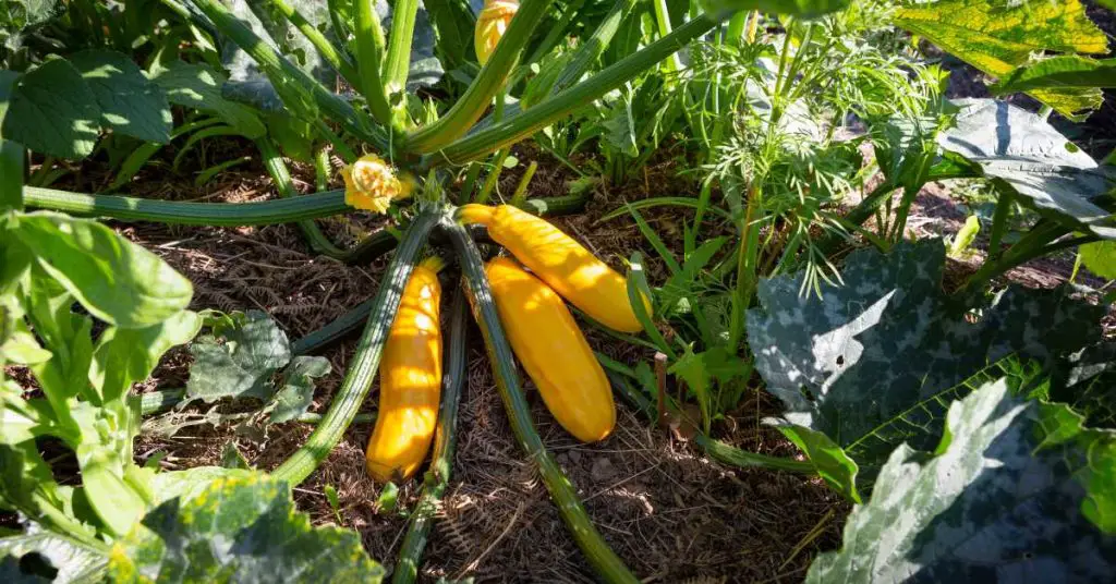 tips for growing zucchini