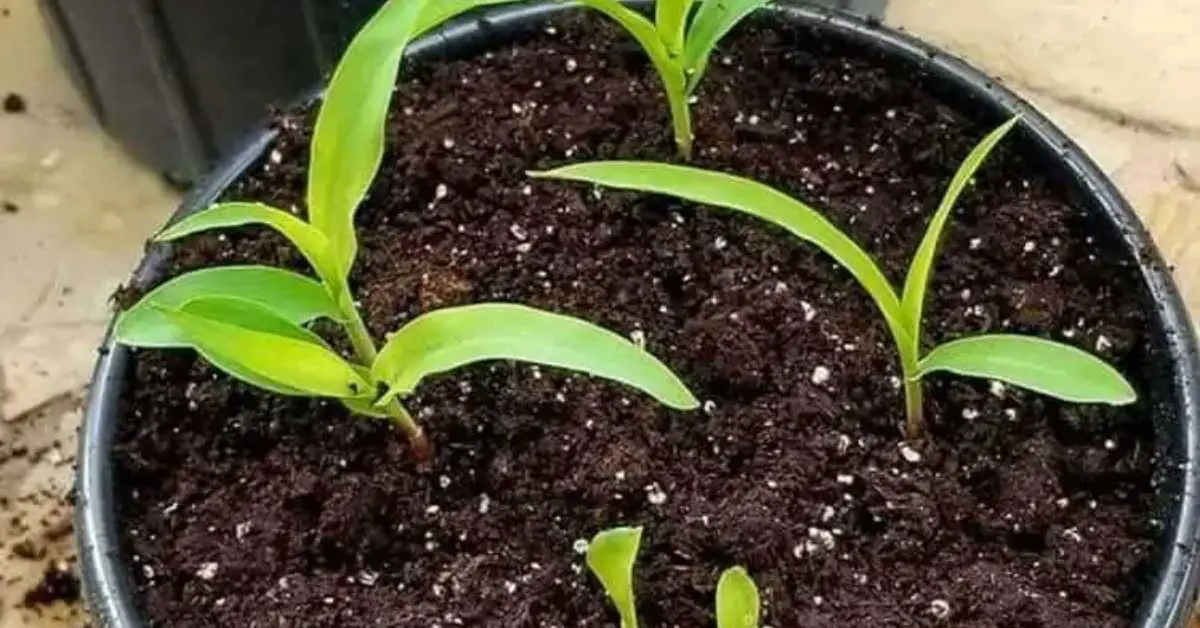 How To Grow Corn In Containers