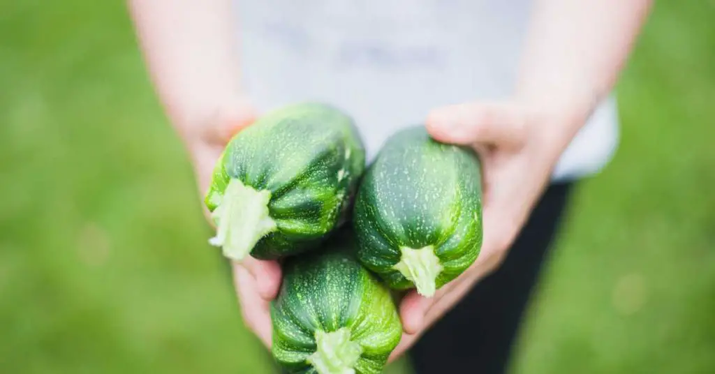 easy tips for growing zucchini