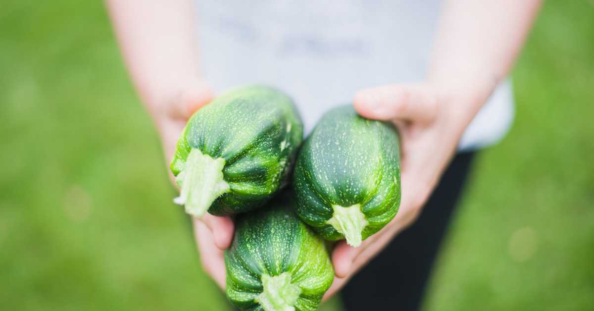 13 Easy Tips For Growing Zucchini