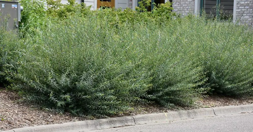 fastest growing privacy shrubs and trees