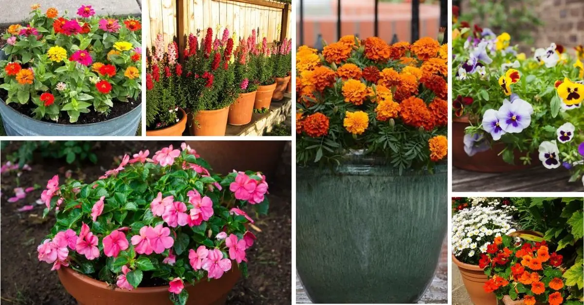 Best Potted Flowers For Patio