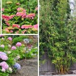 Fastest Growing Privacy Shrubs and Trees to Grow In Your Yard