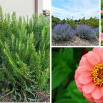 19 Full Sun Drought Tolerant Plants