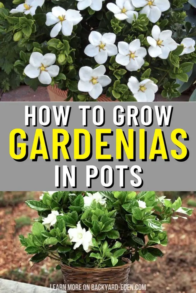 how to grow gardenias in pots