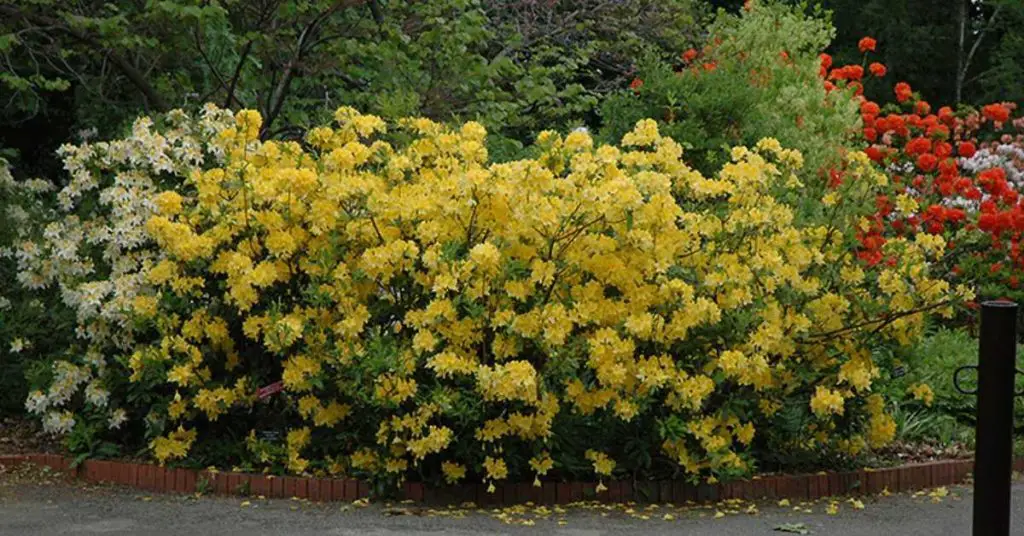 fastest growing privacy shrubs and trees