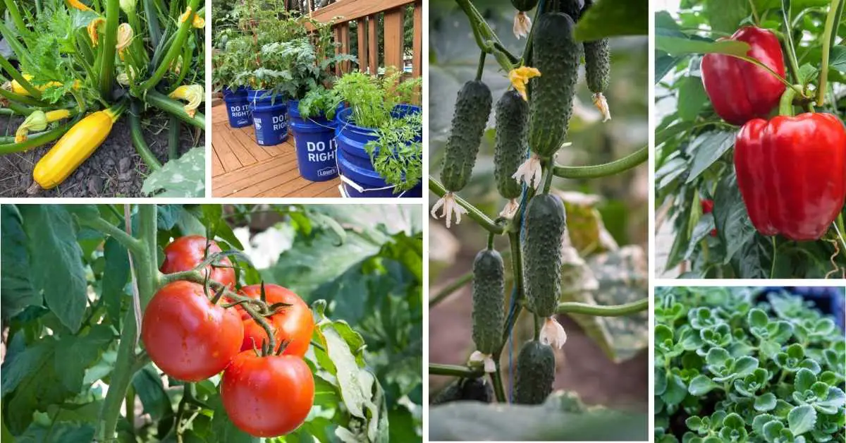 What Can You Grow In 5 Gallon Buckets?