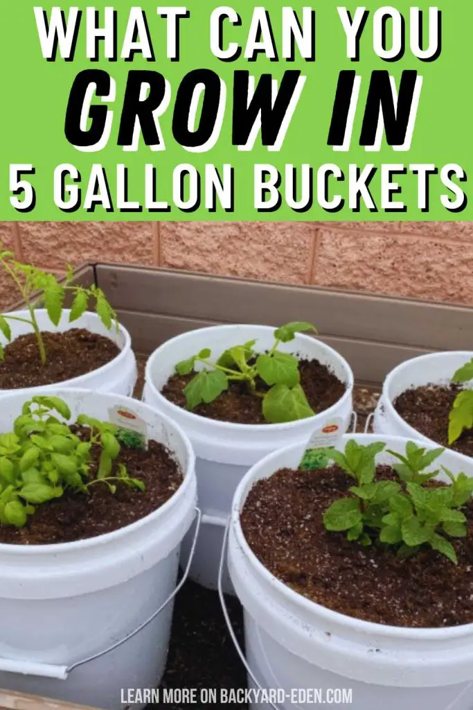 growing vegetables in 5 gallon buckets
