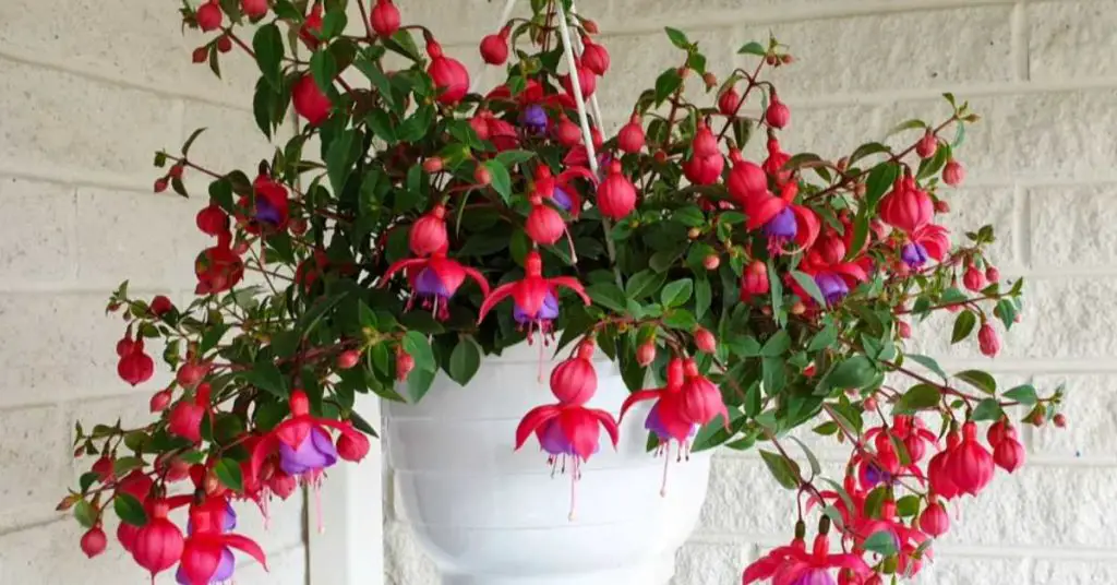 best potted flowers for patio
