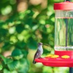 Easy Hummingbird Food Recipe