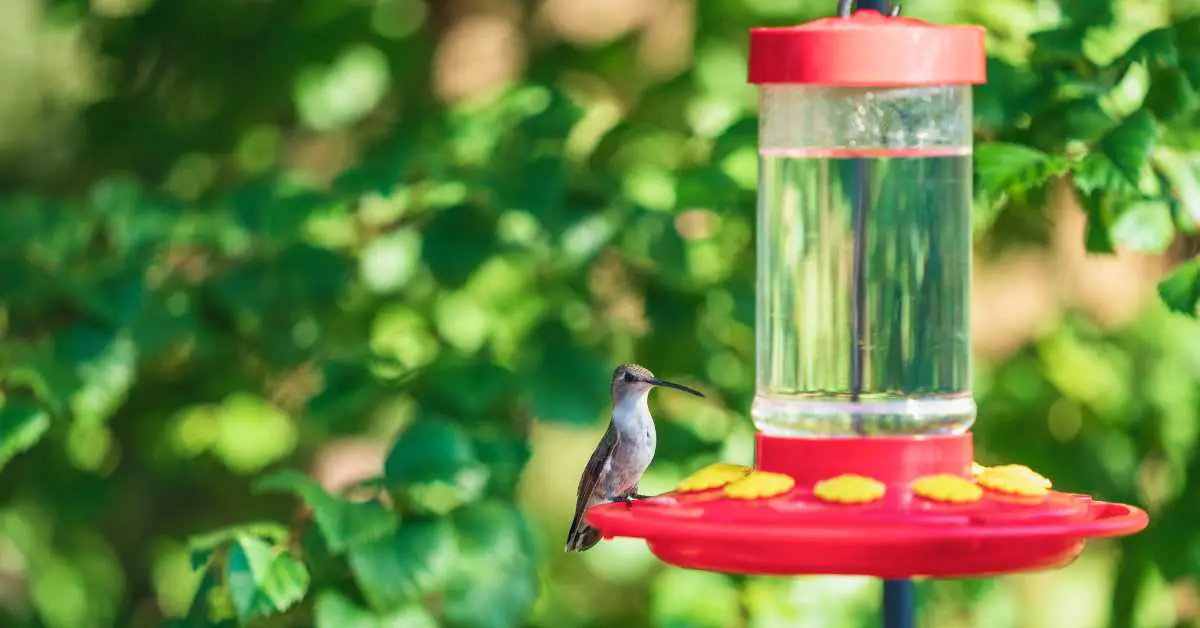 Easy Hummingbird Food Recipe
