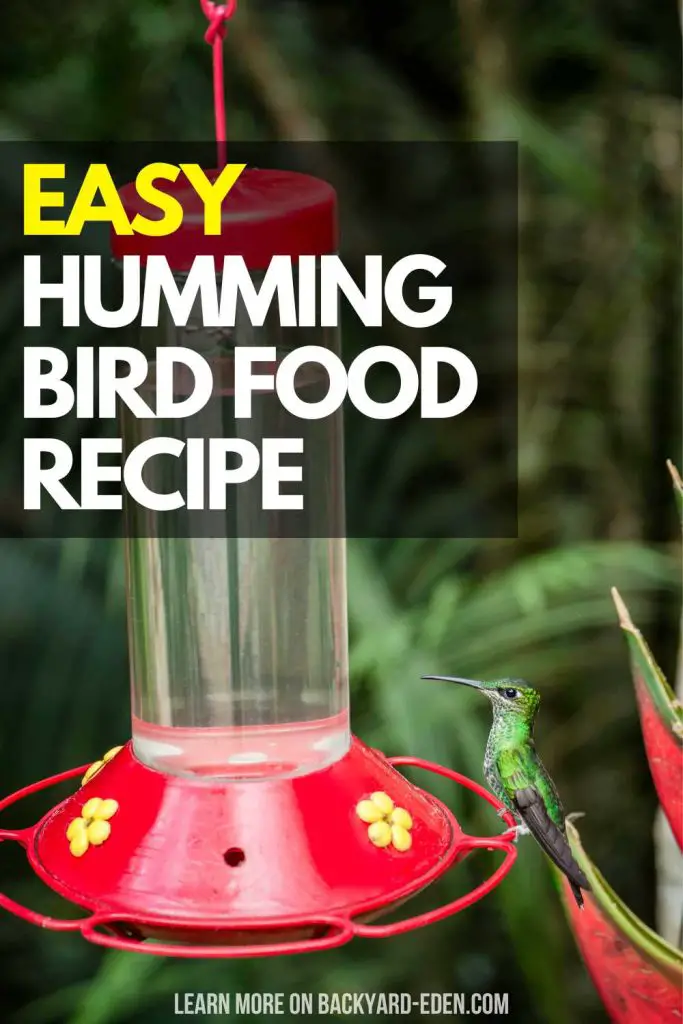 hummingbird food recipe