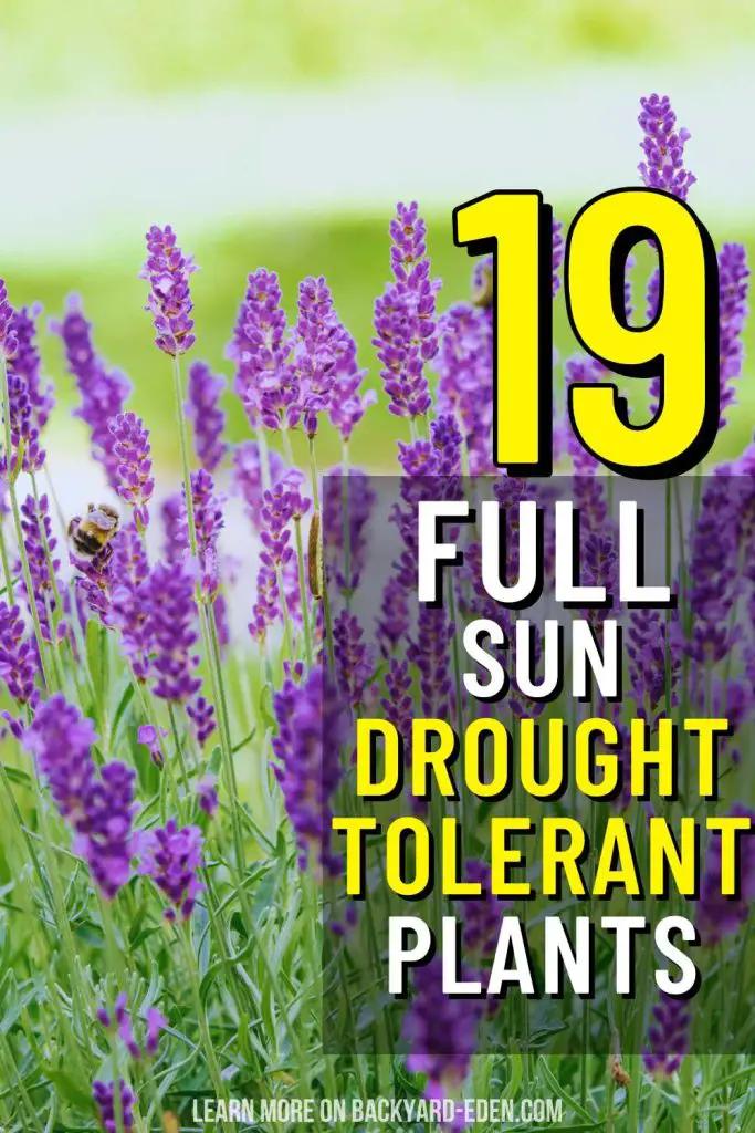 full sun drought tolerant plants pin image