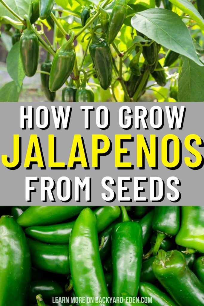 how to grow jalapenos from seeds