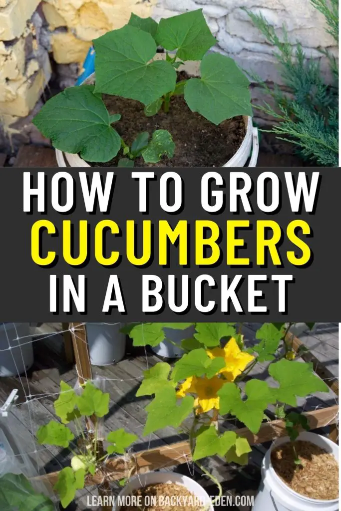 how to grow cucumbers in 5 gallon buckets