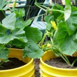 How To Grow Cucumbers In a 5 Gallon Bucket
