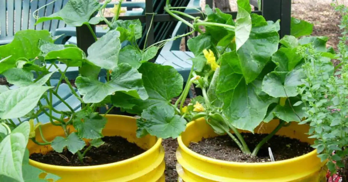 how to grow cucumbers in 5 gallon buckets