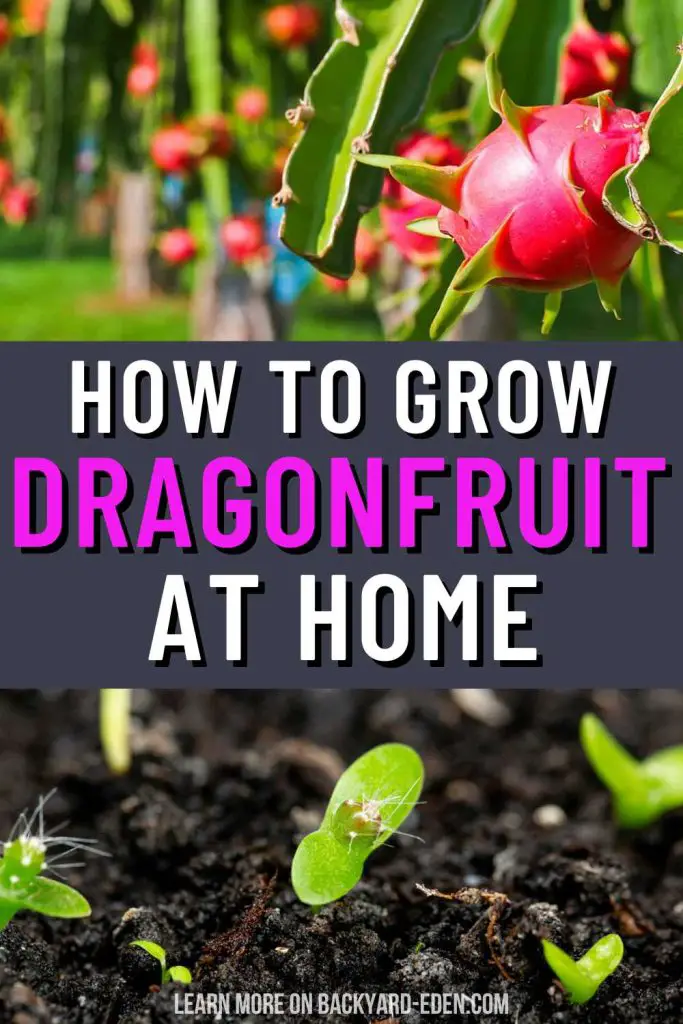 how to grow dragonfruit