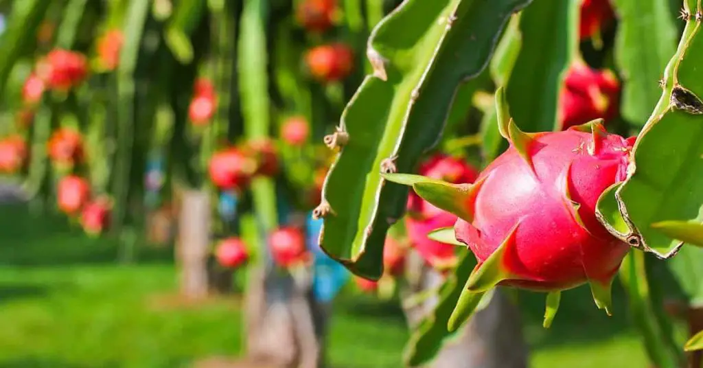 how to grow dragonfruit from seed