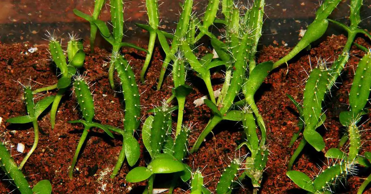 How To Grow Dragonfruit From Seed