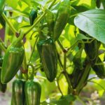 How To Grow Jalapenos From Seeds