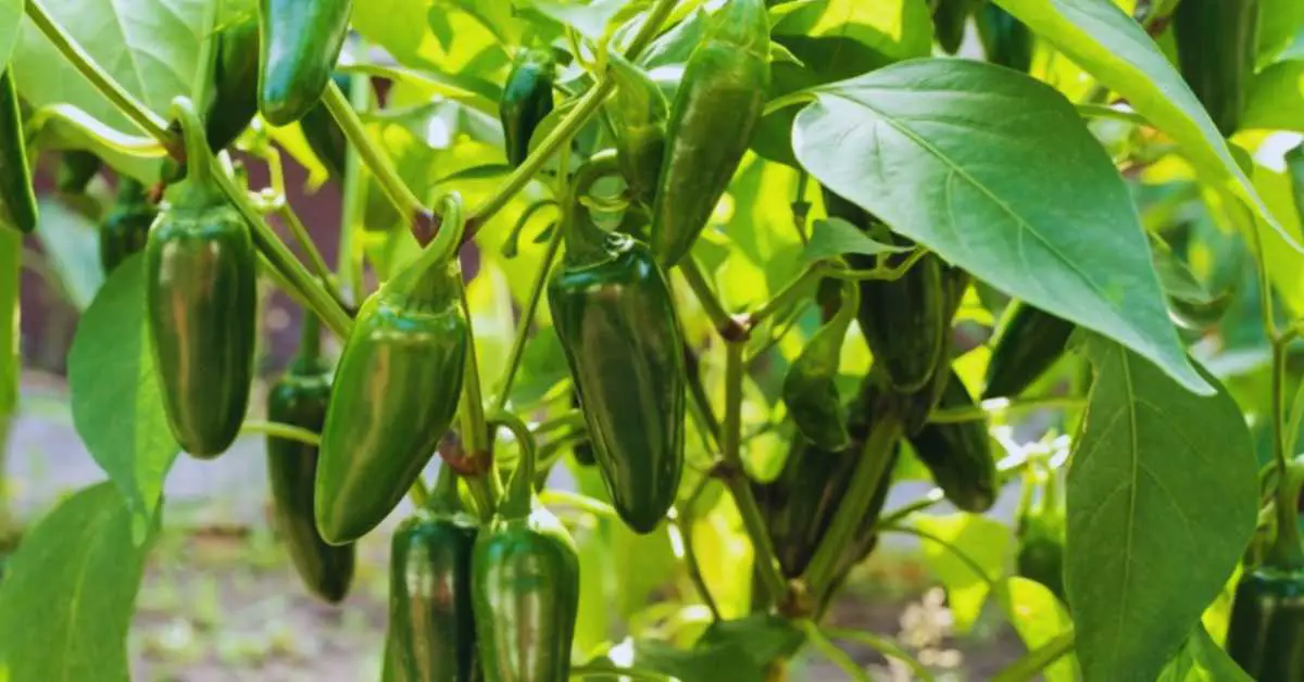 How To Grow Jalapenos From Seeds