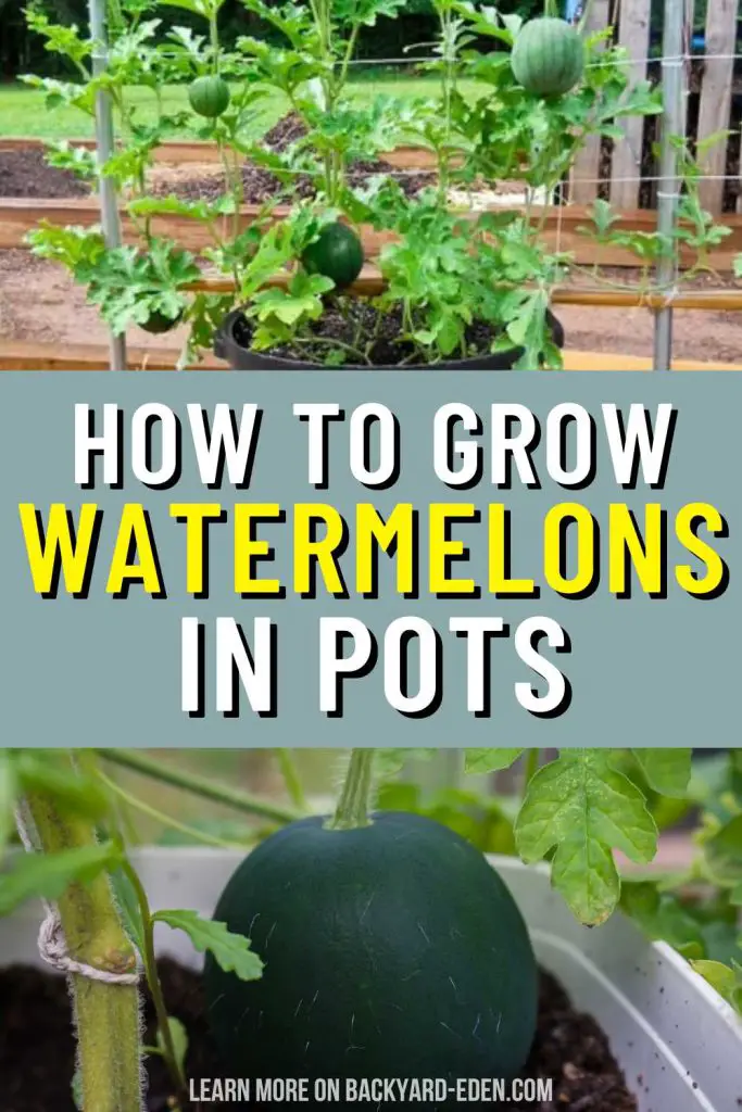 how to grow watermelons in pots