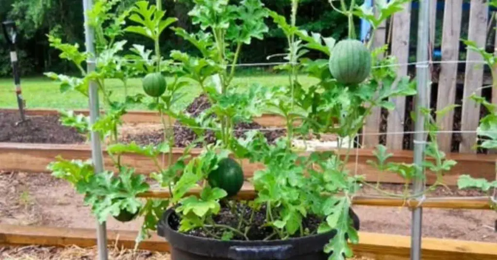 how to grow watermelon in pots, growing watermelon in pots