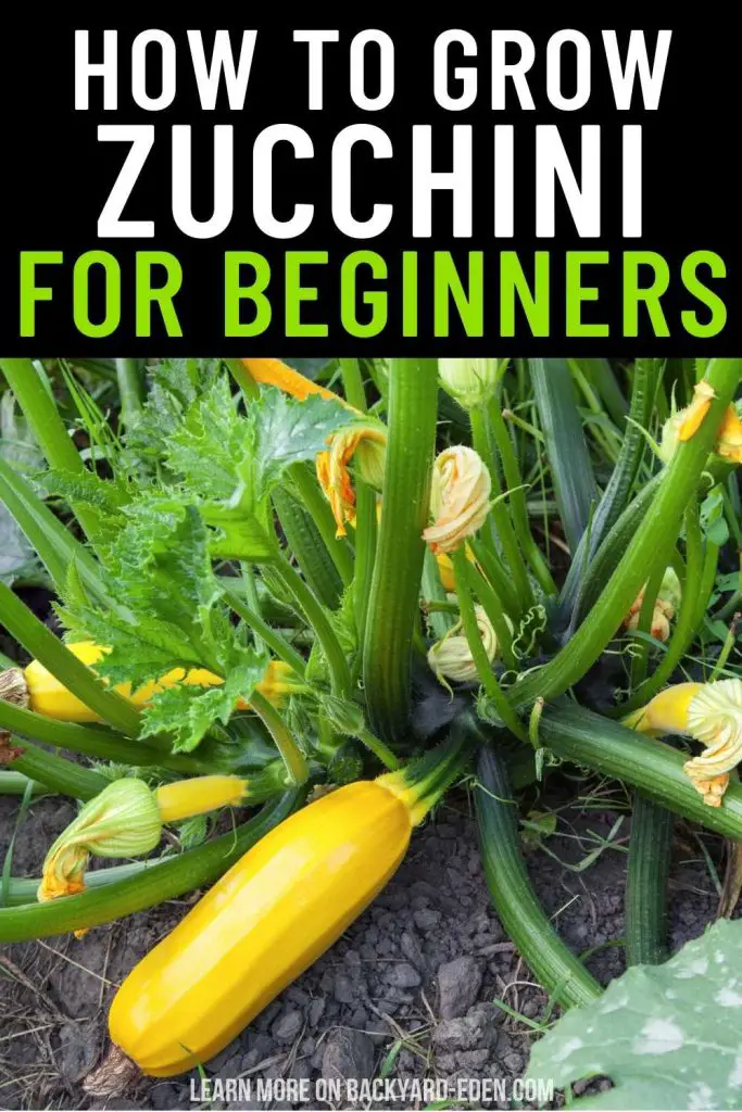 how to grow zucchini for beginners