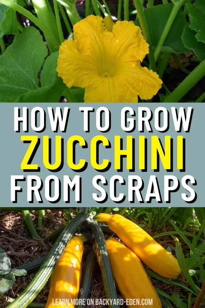how to grow zucchini from scraps