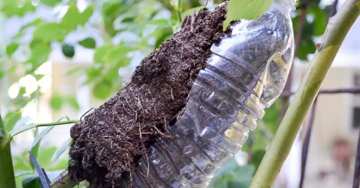 How To Propagate Plants Using Air Layering