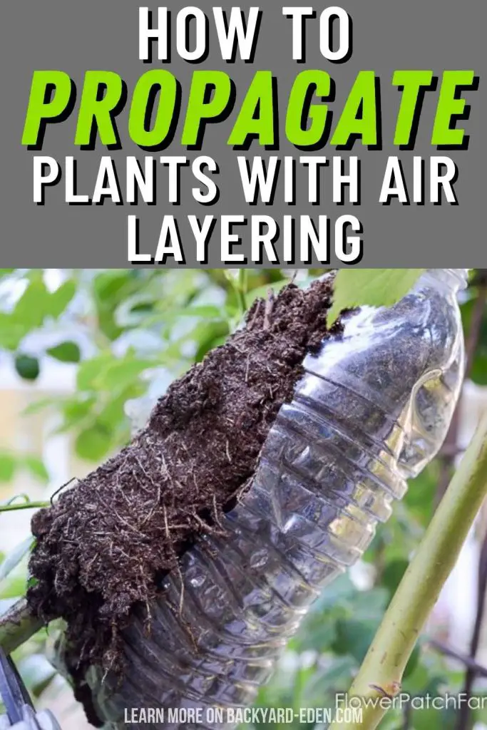 how to propagate plants with air layering