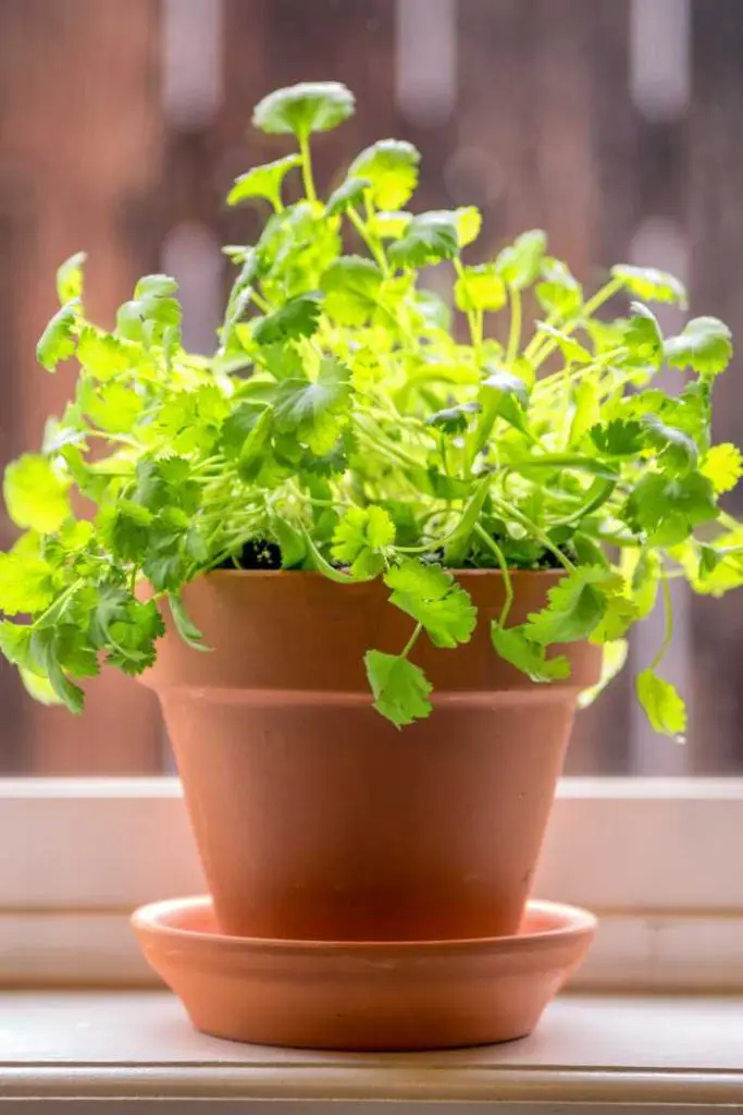 how to grow cilantro in a pot, how to grow cilantro in pots