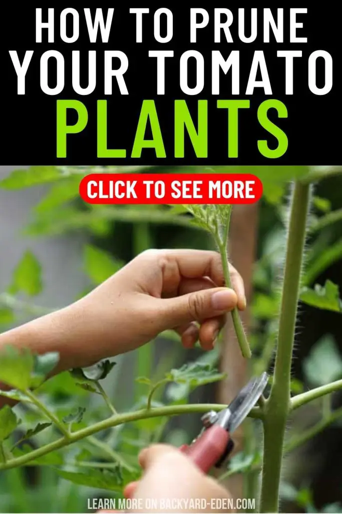how to prune tomato plants, pruning tomato plants