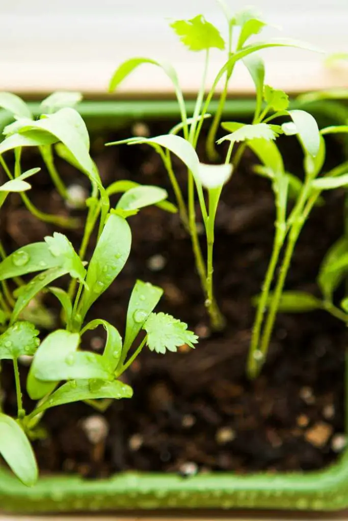 how to grow cilantro indoors