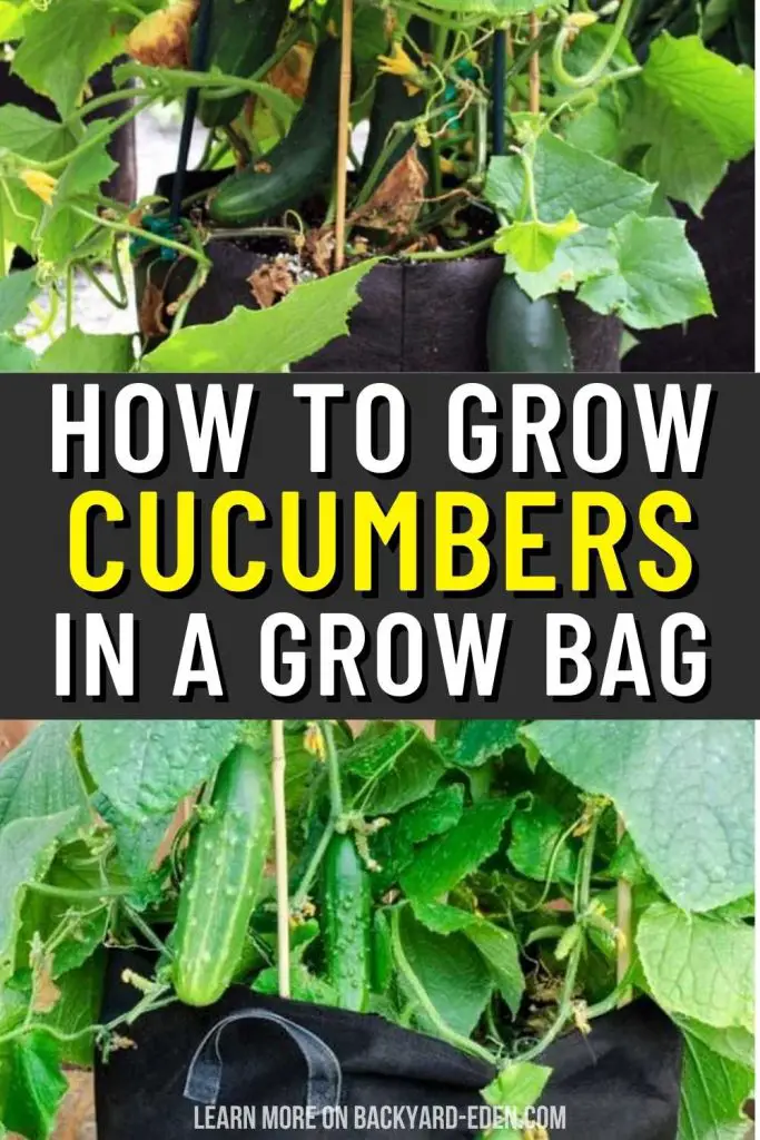 how to grow cucumbers in a grow bag