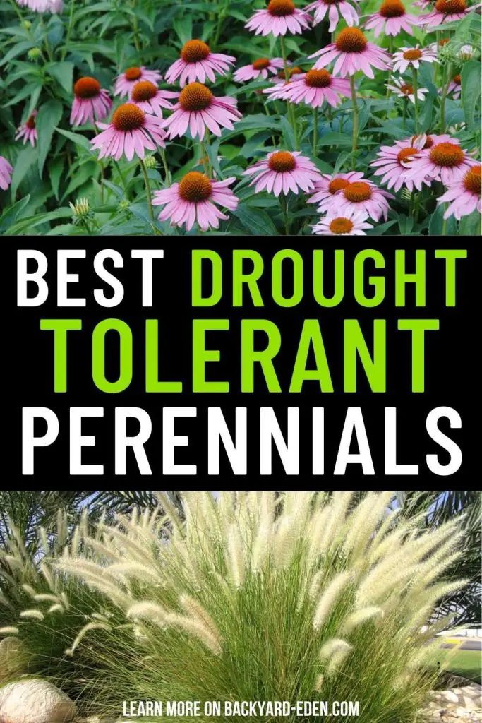 drought tolerant perennials