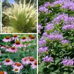 Drought Tolerant Perennials: Transform Your Garden with These Stunning, Low Maintenance Beauties