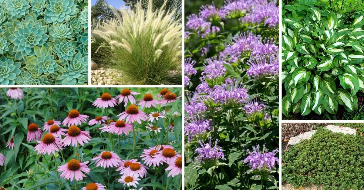 Drought Tolerant Perennials: Transform Your Garden with These Stunning, Low Maintenance Beauties