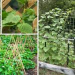 Easy DIY Cucumber Trellis Ideas To Make The Most Out Of Your Garden