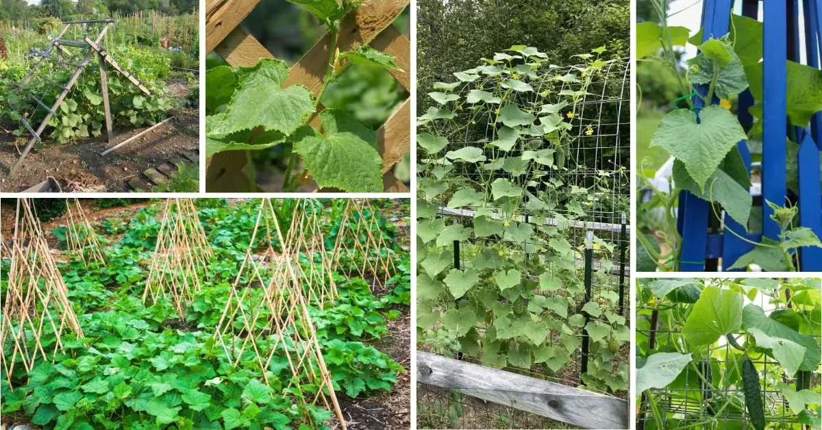 Easy DIY Cucumber Trellis Ideas To Make The Most Out Of Your Garden