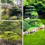 How to Create a Japanese Garden: Transform Your Space into a Tranquil Oasis