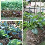 Genius Straw Bale Garden Ideas: Transform Your Garden Easily