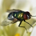 How To Get Rid Of Flies Outside With Natural Solutions